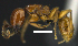  ( - MACN-Bar-Ins-ct 07284)  @13 [ ] Copyright (2016) MACN Museo Argentino de Ciencias Naturales "Bernardino Rivadavia"
