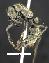  ( - MACN-Bar-Ins-ct 07350)  @14 [ ] Copyright (2016) MACN Museo Argentino de Ciencias Naturales "Bernardino Rivadavia"