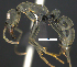  ( - MACN-Bar-Ins-ct 07353)  @13 [ ] Copyright (2016) MACN Museo Argentino de Ciencias Naturales "Bernardino Rivadavia"