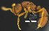  (Probolomyrmex brujitae - MACN-Bar-Ins-ct 07356)  @11 [ ] Copyright (2016) MACN Museo Argentino de Ciencias Naturales "Bernardino Rivadavia"