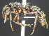  (Neoponera fiebrigi - MACN-Bar-Ins-ct 07365)  @14 [ ] Copyright (2016) MACN Museo Argentino de Ciencias Naturales "Bernardino Rivadavia"