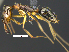  (Odontomachus haematodus - MACN-Bar-Ins-ct 07373)  @15 [ ] Copyright (2016) MACN Museo Argentino de Ciencias Naturales "Bernardino Rivadavia"