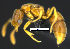  ( - MACN-Bar-Ins-ct 07375)  @13 [ ] Copyright (2016) MACN Museo Argentino de Ciencias Naturales "Bernardino Rivadavia"
