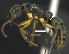  (Neoponera crenata - MACN-Bar-Ins-ct 07387)  @15 [ ] Copyright (2016) MACN Museo Argentino de Ciencias Naturales "Bernardino Rivadavia"