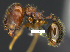  ( - MACN-Bar-Ins-ct 07390)  @11 [ ] Copyright (2016) MACN Museo Argentino de Ciencias Naturales "Bernardino Rivadavia"