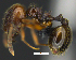  (Pheidole dinophila - MACN-Bar-Ins-ct 07419)  @11 [ ] Copyright (2016) MACN Museo Argentino de Ciencias Naturales "Bernardino Rivadavia"