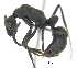  (Neoponera PEH01 - MACN-bar-ins-07447)  @14 [ ] Copyright (2016) MACN Museo Argentino de Ciencias Naturales "Bernardino Rivadavia"
