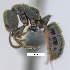  (Pseudoponera - MACN-bar-ins-07474)  @14 [ ] Copyright (2016) MACN Museo Argentino de Ciencias Naturales "Bernardino Rivadavia"