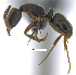  (Hypoponera opaciceps - MACN-bar-ins-07500)  @14 [ ] Copyright (2016) MACN Museo Argentino de Ciencias Naturales "Bernardino Rivadavia"