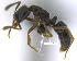  (Hypoponera PEH07 - MACN-bar-ins-07502)  @12 [ ] Copyright (2016) MACN Museo Argentino de Ciencias Naturales "Bernardino Rivadavia"
