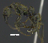  ( - MACN-Bar-Ins-ct 07536)  @11 [ ] Copyright (2017) MACN Museo Argentino de Ciencias Naturales "Bernardino Rivadavia"