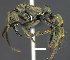  ( - MACN-Bar-Ins-ct 07540)  @11 [ ] Copyright (2017) MACN Museo Argentino de Ciencias Naturales "Bernardino Rivadavia"