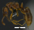  (Hypoponera PEH03 - MACN-Bar-Ins-ct 07557)  @14 [ ] Copyright (2017) MACN Museo Argentino de Ciencias Naturales "Bernardino Rivadavia"
