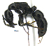  (Neoponera marginata - MACN-Bar-Ins-ct 07567)  @14 [ ] Copyright (2017) MACN Museo Argentino de Ciencias Naturales "Bernardino Rivadavia"
