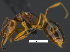  (Anochetus neglectus - MACN-Bar-Ins-ct 07620)  @13 [ ] Copyright (2017) MACN Museo Argentino de Ciencias Naturales "Bernardino Rivadavia"