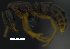  ( - MACN-bar-ins-ct 07649)  @12 [ ] Copyright (2017) MACN Museo Argentino de Ciencias Naturales "Bernardino Rivadavia"