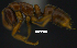 ( - MACN-bar-ins-ct 07692)  @13 [ ] Copyright (2017) MACN Museo Argentino de Ciencias Naturales "Bernardino Rivadavia"