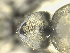  ( - MACN-bar-ins-ct 07697)  @11 [ ] Copyright (2017) Unspecified Museo Argentino de Ciencias Naturales, Bernardino Rivadavia