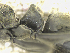  ( - MACN-bar-ins-ct 07697)  @11 [ ] Copyright (2017) Unspecified Museo Argentino de Ciencias Naturales, Bernardino Rivadavia