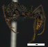  ( - MACN-bar-ins-ct 07751)  @12 [ ] Copyright (2017) MACN Museo Argentino de Ciencias Naturales "Bernardino Rivadavia"