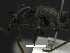  ( - MACN-bar-ins-ct 07752)  @12 [ ] Copyright (2017) MACN Museo Argentino de Ciencias Naturales "Bernardino Rivadavia"