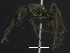  ( - MACN-bar-ins-ct 07769)  @11 [ ] Copyright (2017) MACN Museo Argentino de Ciencias Naturales "Bernardino Rivadavia"