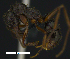  ( - MACN-bar-ins-ct 07775)  @12 [ ] Copyright (2017) MACN Museo Argentino de Ciencias Naturales "Bernardino Rivadavia"