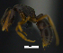  (Hypoponera PEH08 - MACN-bar-ins-ct 07776)  @14 [ ] Copyright (2017) MACN Museo Argentino de Ciencias Naturales "Bernardino Rivadavia"