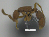  ( - MACN-Bar-Ins-ct 07989)  @11 [ ] Copyright (2019) MACN Museo Argentino de Ciencias Naturales "Bernardino Rivadavia"