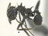  ( - MACN-Bar-Ins-ct 07992)  @11 [ ] Copyright (2019) MACN Museo Argentino de Ciencias Naturales "Bernardino Rivadavia"