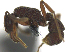  ( - MACN-Bar-Ins-ct 08044)  @13 [ ] Copyright (2019) MACN Museo Argentino de Ciencias Naturales "Bernardino Rivadavia"