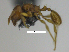  ( - MACN-Bar-Ins-ct 08056)  @11 [ ] Copyright (2019) MACN Museo Argentino de Ciencias Naturales "Bernardino Rivadavia"