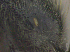  ( - MACN-bar-ins-ct 08620)  @12 [ ] Copyright (2019) Pablo L. Tubaro MACN