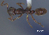  (Simopelta curvata - MACN-Bar-Ins-ct 08826)  @11 [ ] @copyright (2021) Pablo L Tubaro MACN