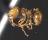  (Pheidole sp. PEH03 - MACN-Bar-Ins-ct 08898)  @11 [ ] @copyright (2021) Pablo L Tubaro MACN