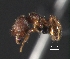  (Pheidole aff. bison - MACN-Bar-Ins-ct 08918)  @11 [ ] Copyright (2021) MACN Museo Argentino de Ciencias Naturales "Bernardino Rivadavia"