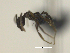  (Pheidole sarcina - MACN-Bar-Ins-ct 08927)  @11 [ ] Copyright (2021) MACN Museo Argentino de Ciencias Naturales "Bernardino Rivadavia"