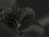  ( - MACN-bar-ins-07447)  @12 [ ] Copyright (2018) Pablo L Tubaro Museo Argentino de Ciencias Naturales, Bernardino Rivadavia
