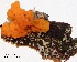  ( - ANT012-QFB28571)  @11 [ ] Copyright (2015) Jacques Landry Mycoquebec