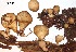  ( - ANT030-QFB28605)  @11 [ ] Copyright (2015) Jacques Landry Mycoquebec