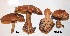  ( - ANT036-QFB28617)  @11 [ ] Copyright (2015) Jacques Landry Mycoquebec