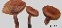  ( - ANT056-QFB28645)  @11 [ ] Copyright (2015) Jacques Landry Mycoquebec
