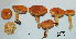  (Lactarius splendens - ANT084-QFB28541)  @11 [ ] Copyright (2015) Jacques Landry Mycoquebec
