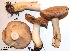  (Lactarius sp - ANT129-QFB28756)  @11 [ ] Copyright (2015) Jacques Landry Mycoquebec