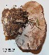  ( - ANT246-QFB28760)  @11 [ ] Copyright (2015) Jacques Landry Mycoquebec