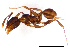  ( - ww16004)  @11 [ ] CreativeCommons - Attribution Non-Commercial Share-Alike (2012) Holger Loecker Orange Agricultural Institute, NSW DPI