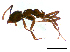  ( - ww16014)  @12 [ ] CreativeCommons - Attribution Non-Commercial Share-Alike (2012) Holger Loecker Orange Agricultural Institute, NSW DPI