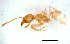  (Pheidole sp. D - ww16026)  @13 [ ] CreativeCommons - Attribution Non-Commercial Share-Alike (2012) Holger Loecker Orange Agricultural Institute, NSW DPI
