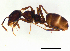  (Anonychomyrma - ww16044)  @14 [ ] CreativeCommons - Attribution Non-Commercial Share-Alike (2012) Holger Loecker Orange Agricultural Institute, NSW DPI
