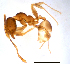  (Pheidole sp. G - ww16066)  @13 [ ] CreativeCommons - Attribution Non-Commercial Share-Alike (2012) Holger Loecker Orange Agricultural Institute, NSW DPI